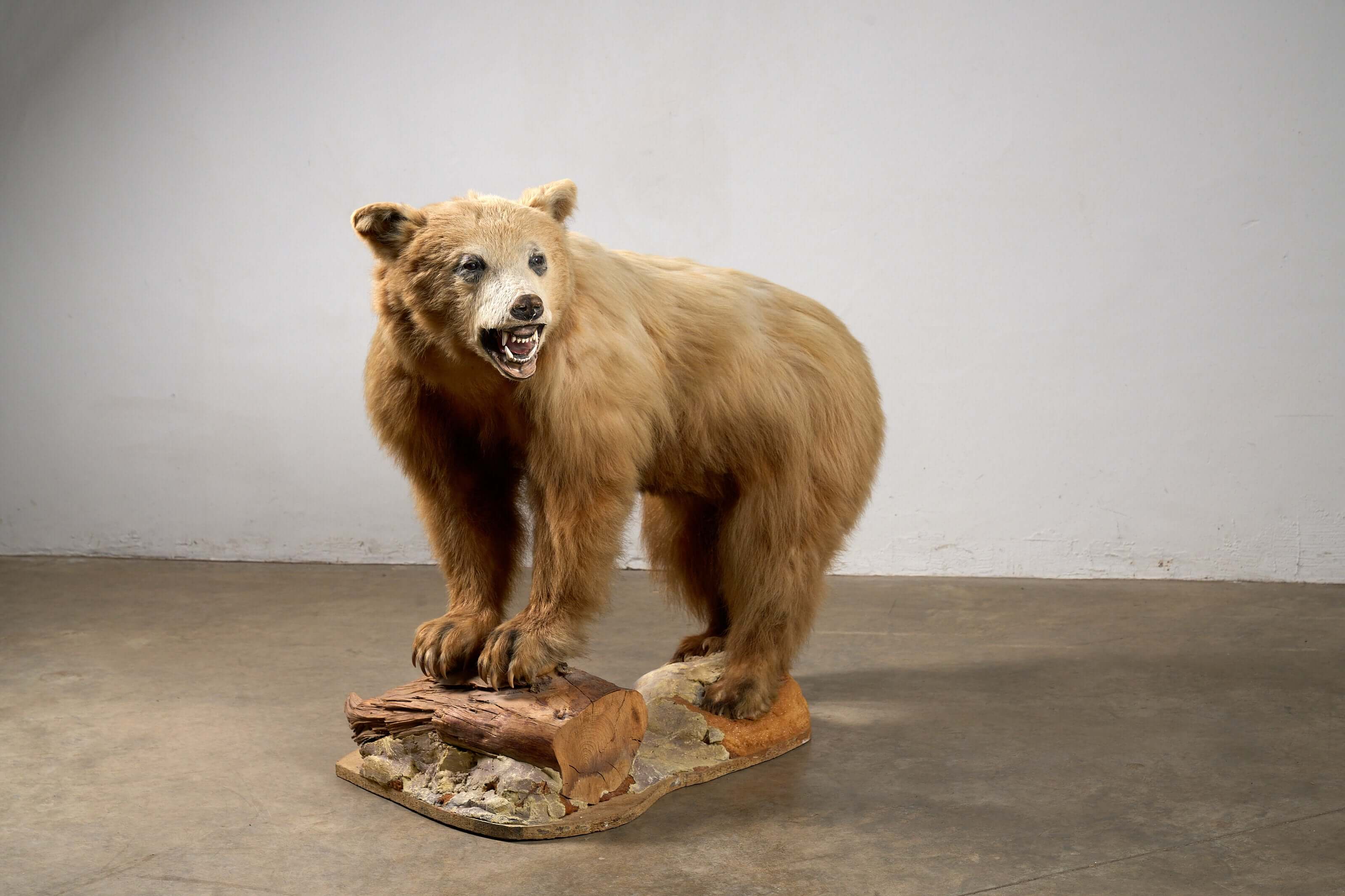 Mounted Bear on Naturalistic Base Vintage Taxidermy displayed in a standing posture on a wooden log base.
