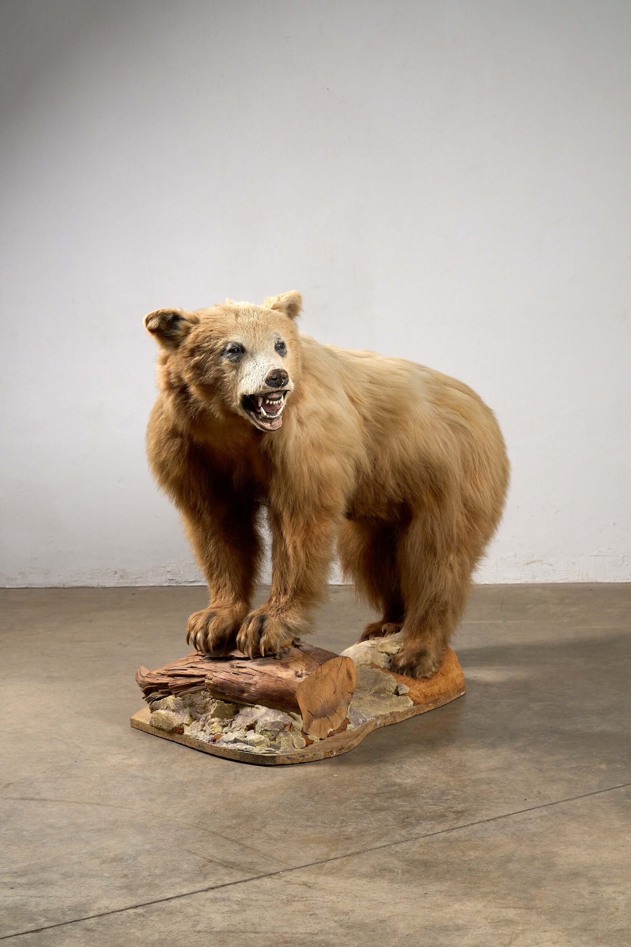 Mounted Bear on Naturalistic Base Vintage Taxidermy displayed in a standing posture with open mouth on a wooden log.