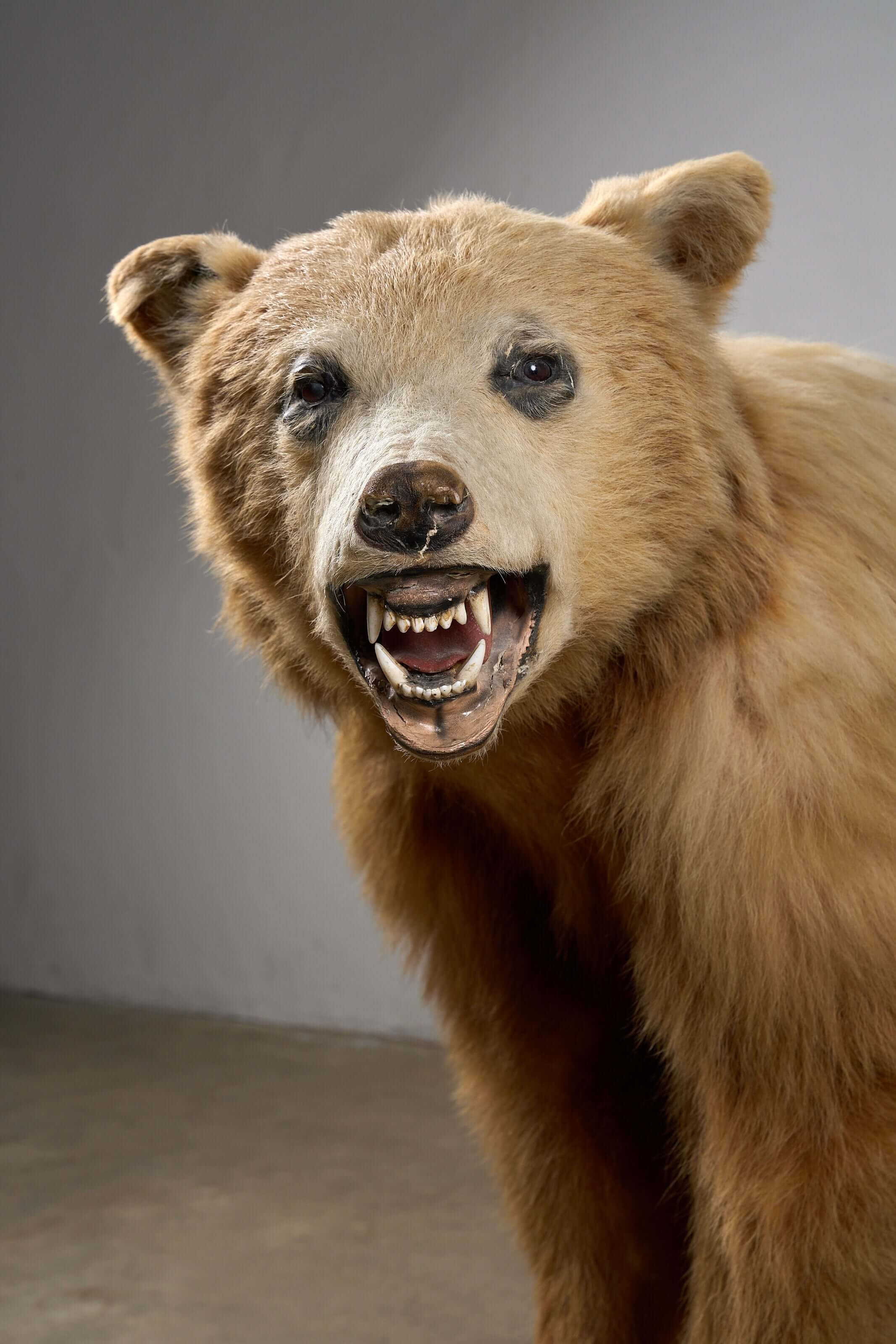 Mounted Bear on Naturalistic Base Vintage Taxidermy showing a full-body bear with an open mouth in vintage condition.