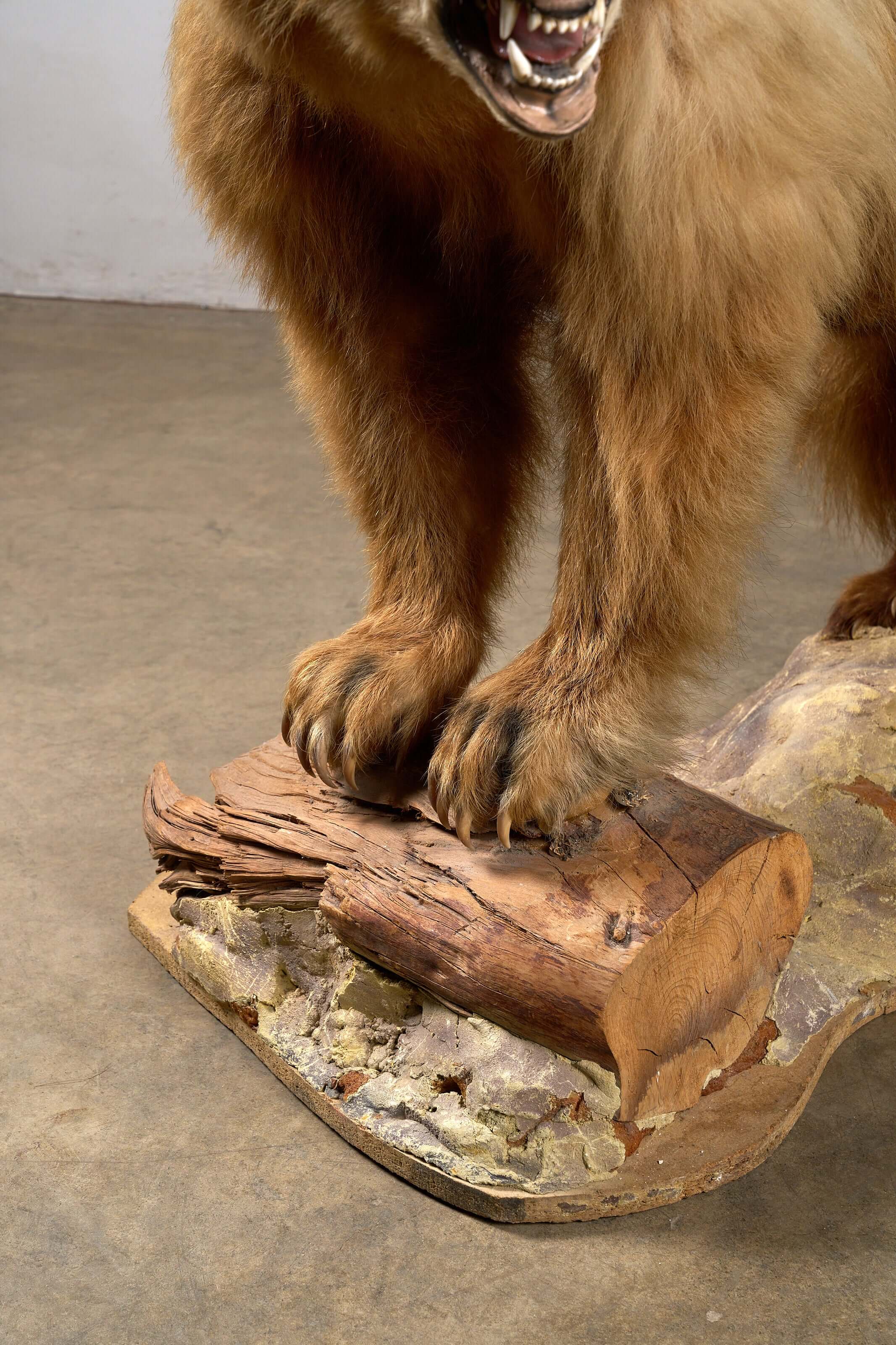 Mounted Bear on Naturalistic Base Vintage Taxidermy with detailed fur and a wooden log base.