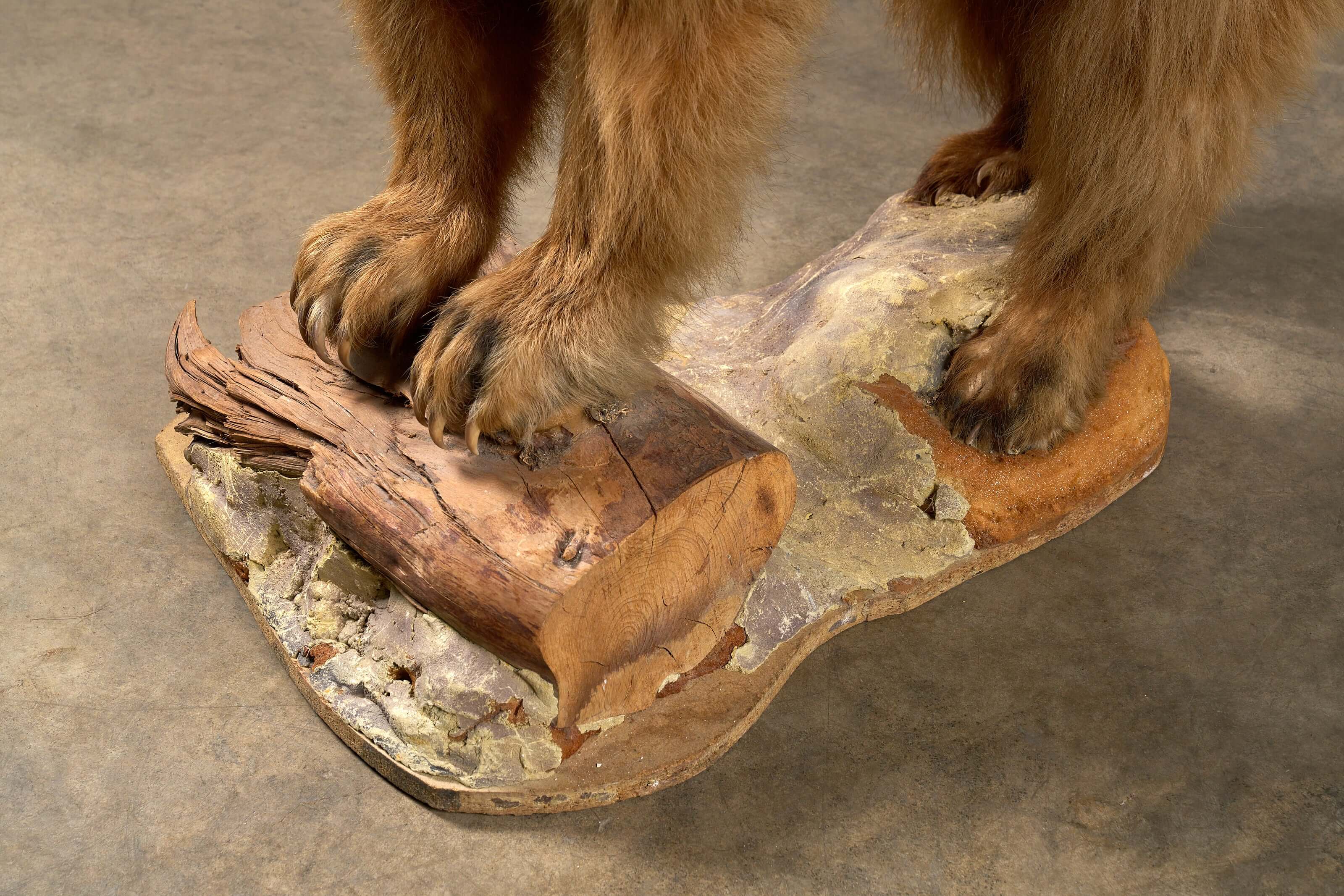 Mounted Bear on Naturalistic Base Vintage Taxidermy showcasing detailed foot placement on a textured wood base.