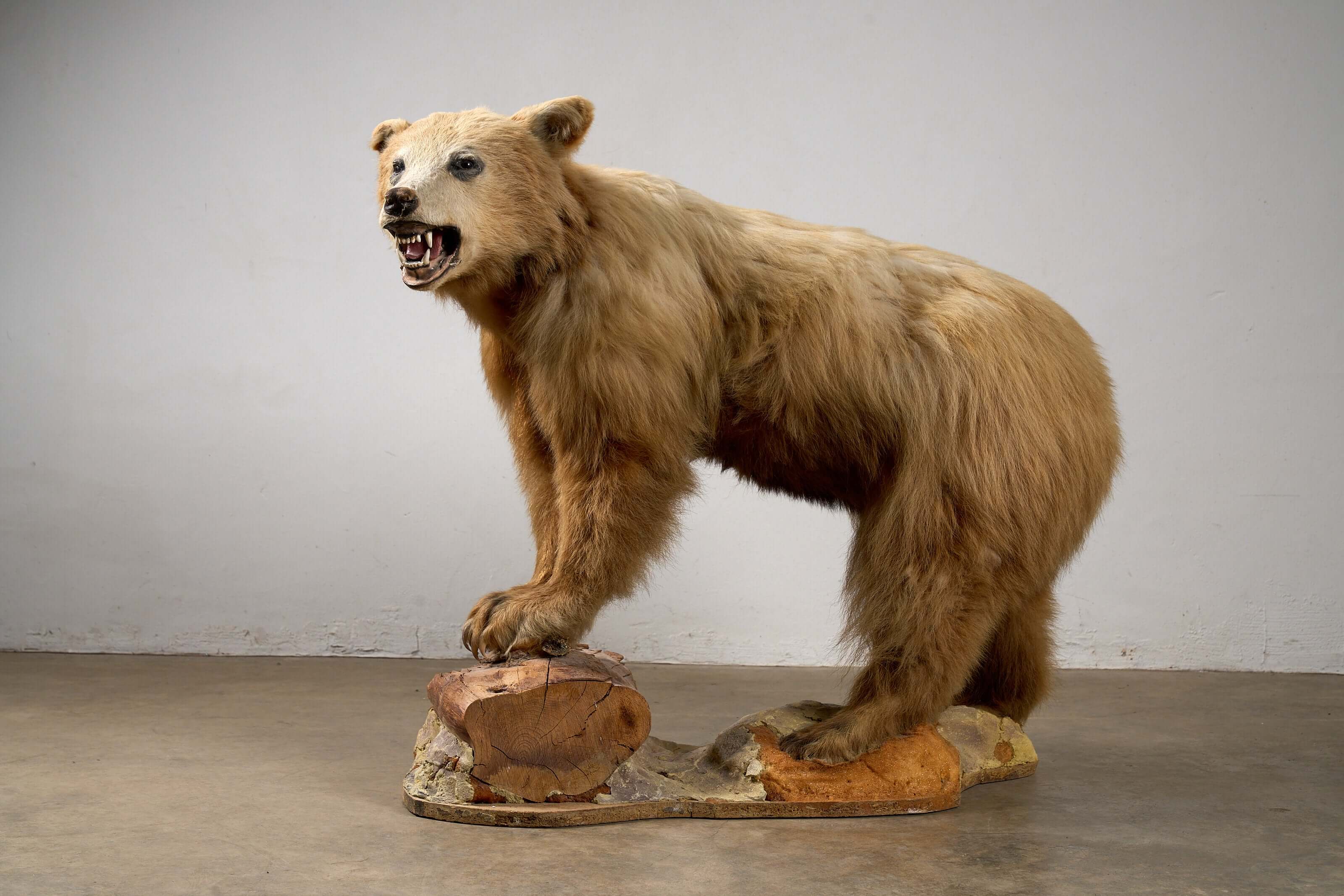 Mounted Bear on Naturalistic Base Vintage Taxidermy displayed in a standing pose on a textured woodland base.