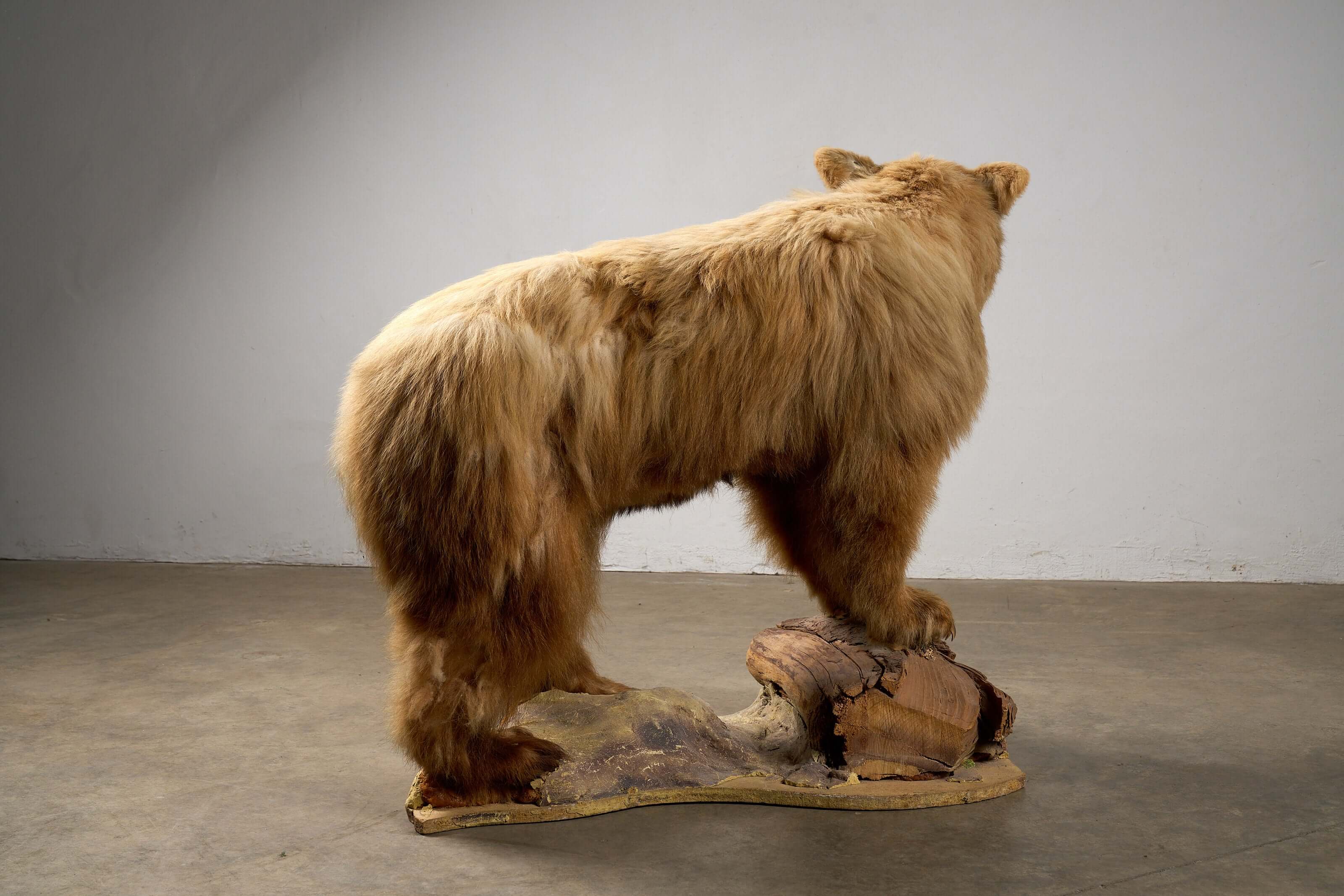 Mounted Bear on Naturalistic Base Vintage Taxidermy displayed in a standing posture on a wooden log base.