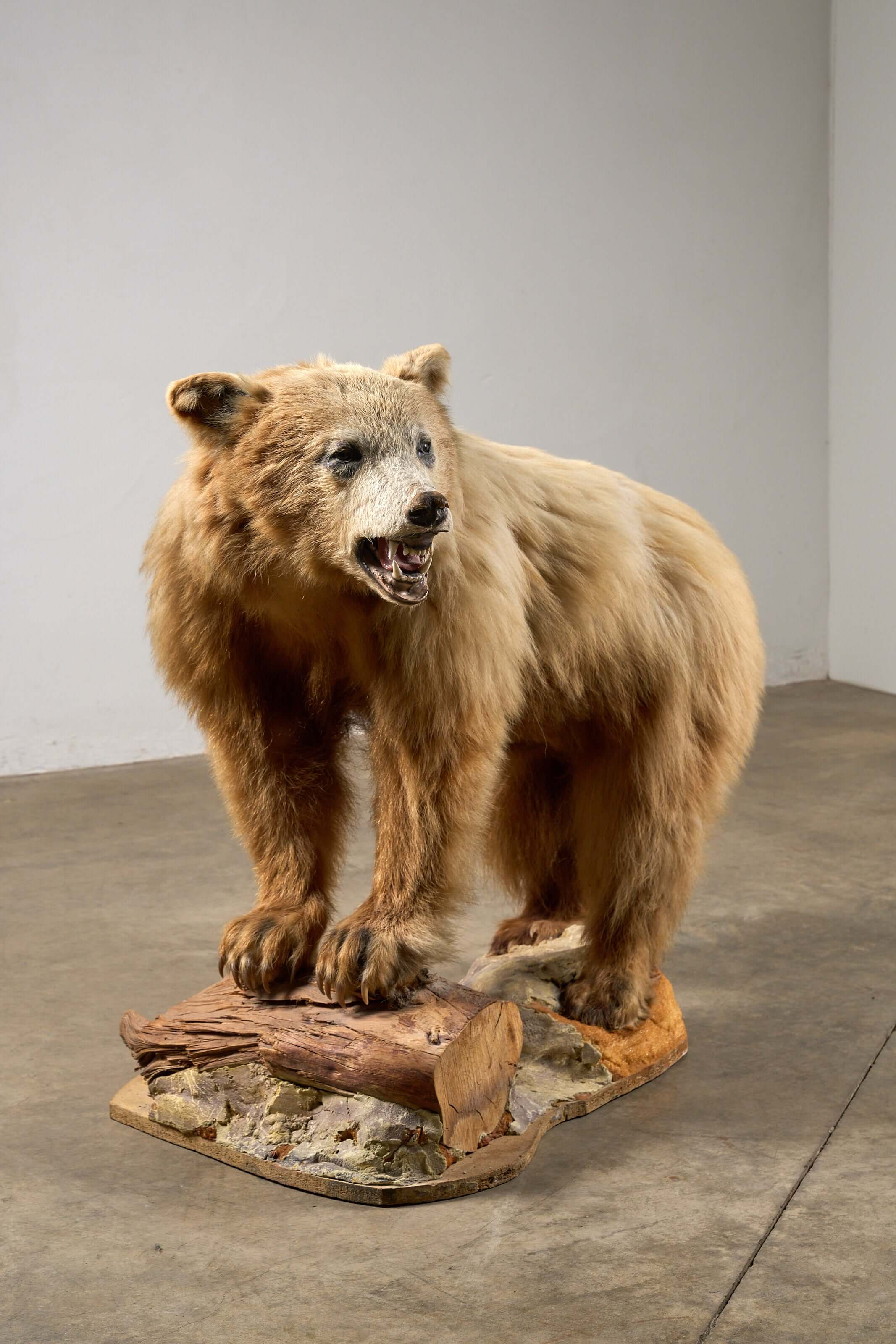 Mounted Bear on Naturalistic Base Vintage Taxidermy in a standing posture on textured terrain.